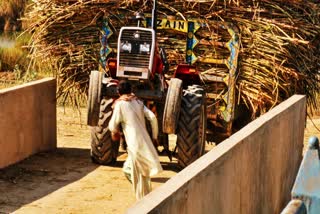 The Indian sugar export ban will have a direct bearing on domestic and international markets. It will benefit countries like Brazil, which is a major producer as it will boost their fortunes. If the domestic production dips further, it will impact the biofuel production. Indra Shekhar Singh explores the ramifications of the sugar export ban in India.