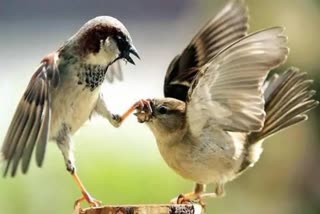 sparrow bird in haryana