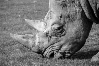 Rape and murder in Rhino World