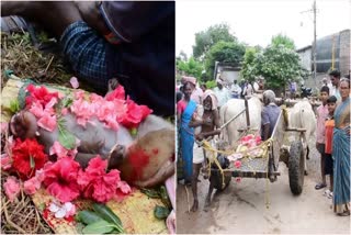 Monkey Dead Villagers Cremated