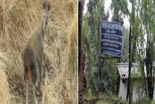 Musk Deer death