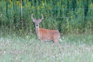 Five deer die in 20 days in Bageshwar, cause of death not known