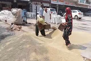Millet Procurement In Haryana 2023