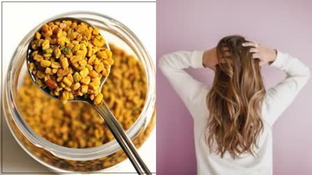 Etv BharatFenugreek Seeds To Hair