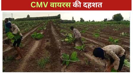 CMV Virus Outbreak