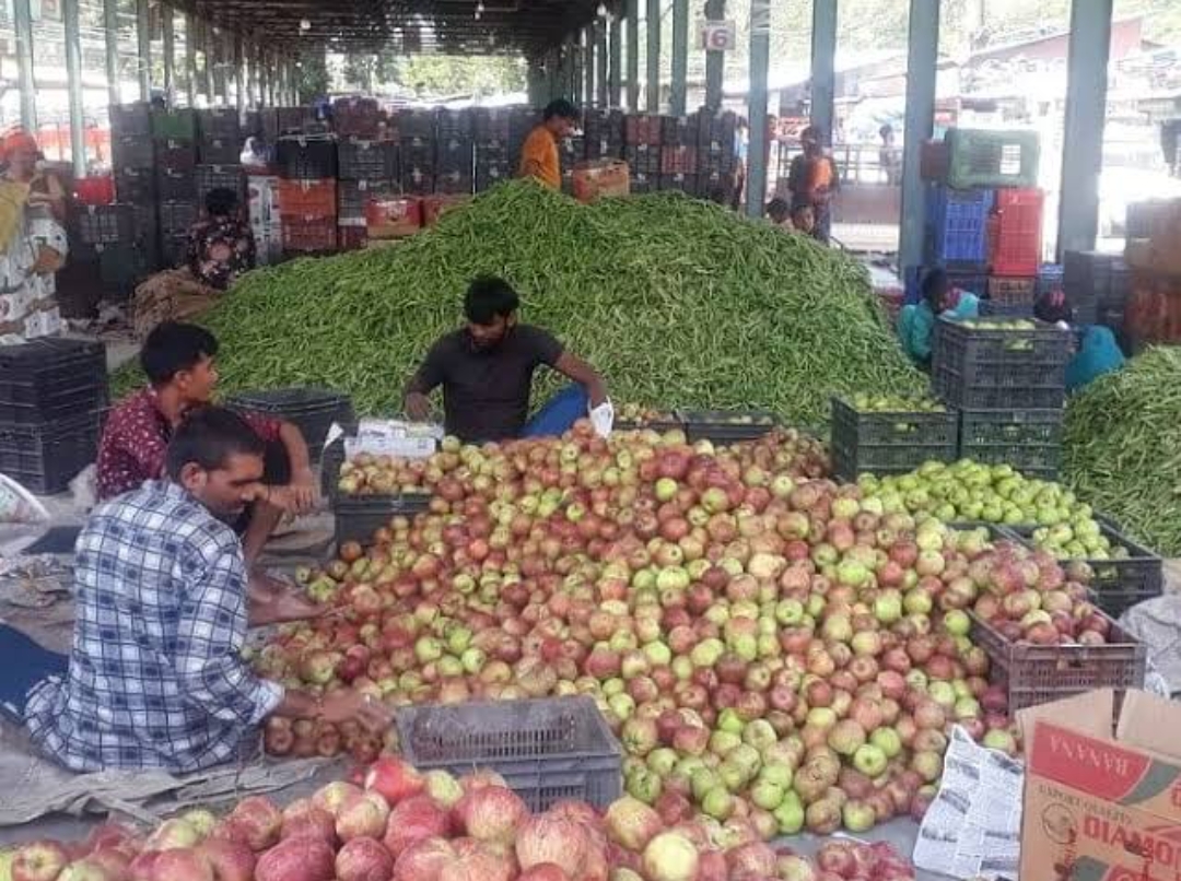 Kullu Apple Prices Decreased