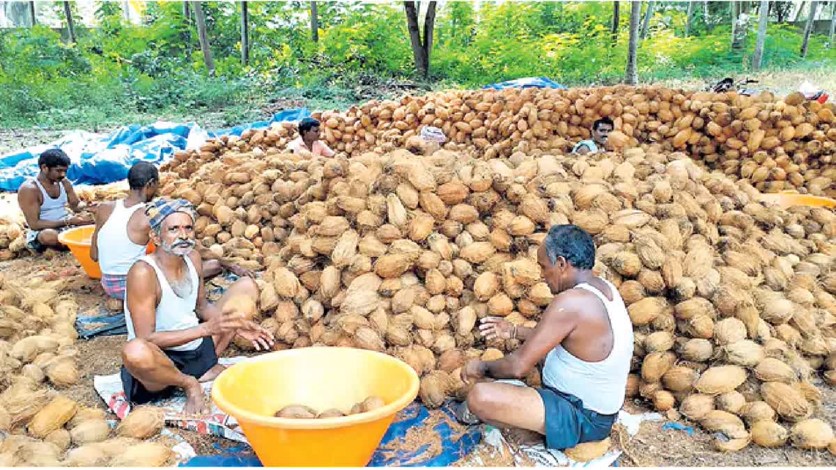 Coconuts Prices