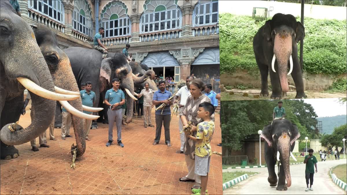 dasara Elephants