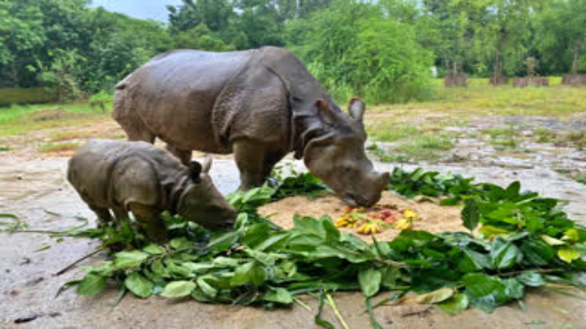 RHINOCEROS BREEDING CENTER IN PATNA ZOO