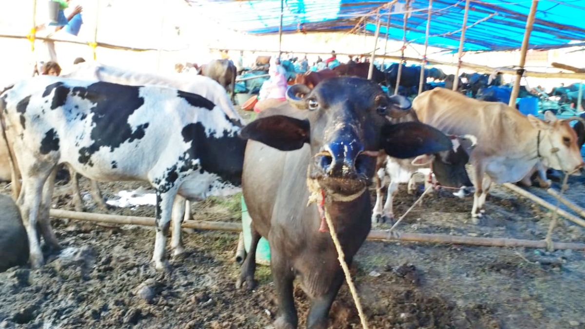 BIHAR FLOOD