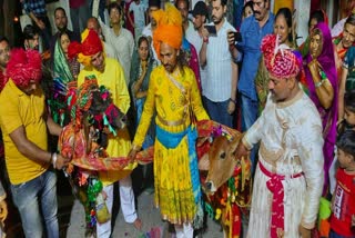 UJJAIN COW NANDI MARRIAGE