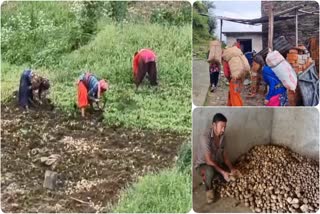 Pauri Thalisain Potato Production