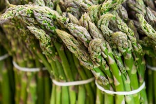 Asparagus Medicine