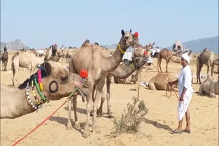 Camel reares at the fair ground in Pushkar