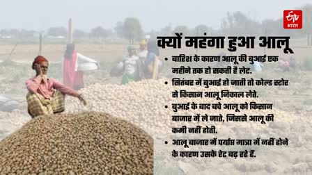 potato crop lagged behind due rain bhav know mandi rates market effect news