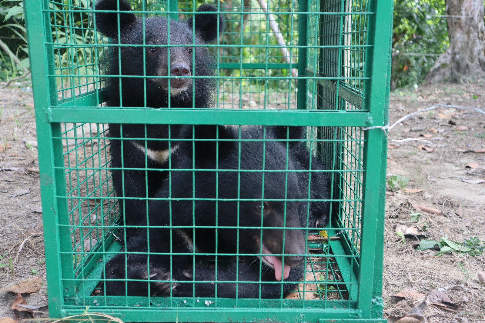 Black bear in Arunachal