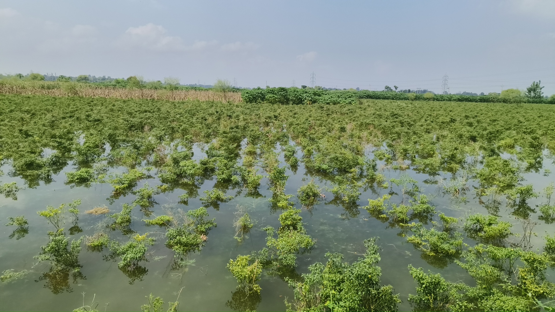 Flood in Bhagalpur