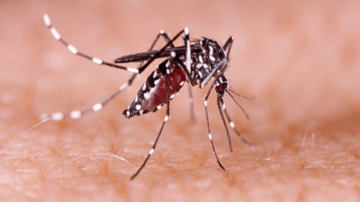 Dengue cases rise in Bihar