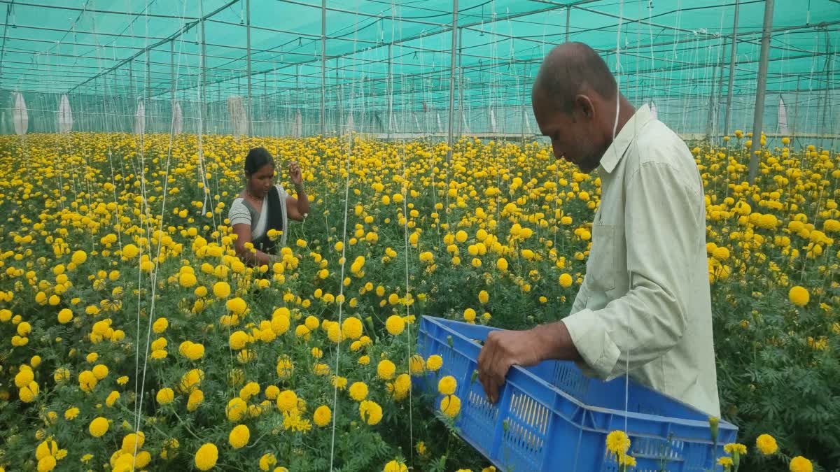 Golden marigold farming is worth lakhs Read the story of a farmer in Gangapur