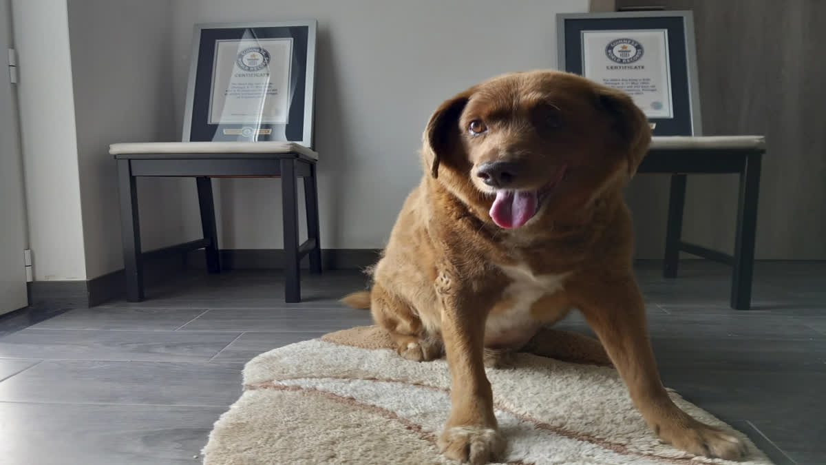 O cão mais velho do mundo morre em Portugal aos 31 anos, ou cerca de 217 anos caninos, o cão mais velho do mundo já morre em Portugal