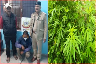 Kullu Drug Case