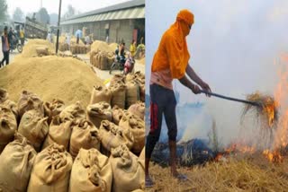 Bihar Agriculture Etv Bharat