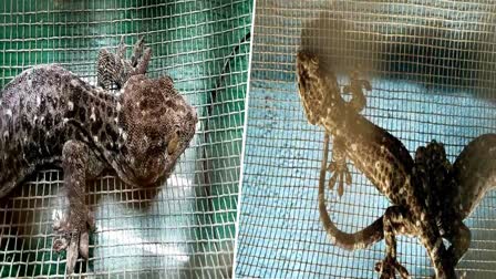 Tokay Gecko