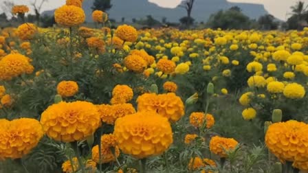 Marigold Plant