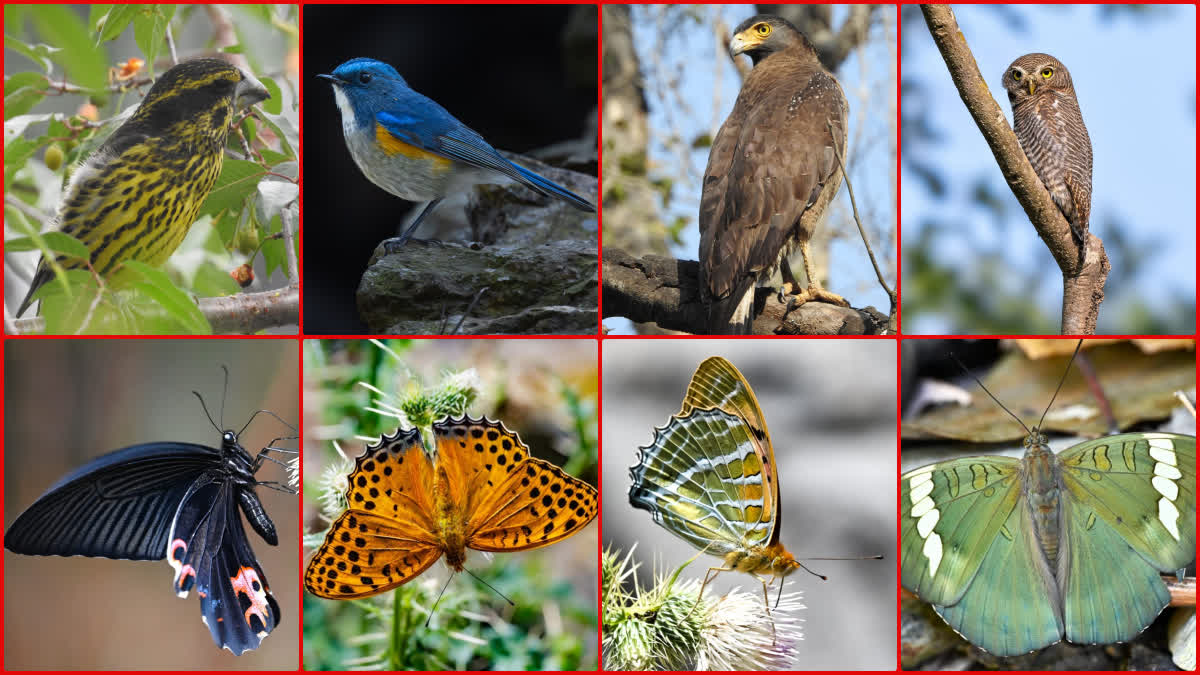 MUSSOORIE BIRD FESTIVAL 2024