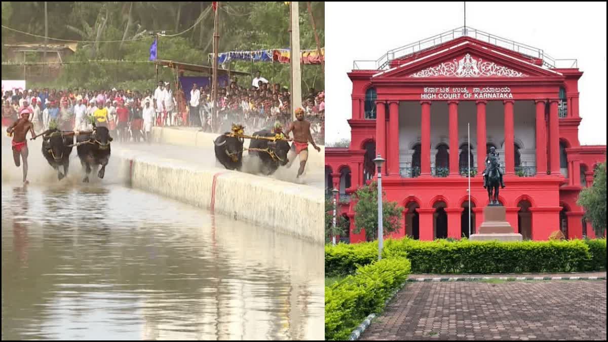 kambala