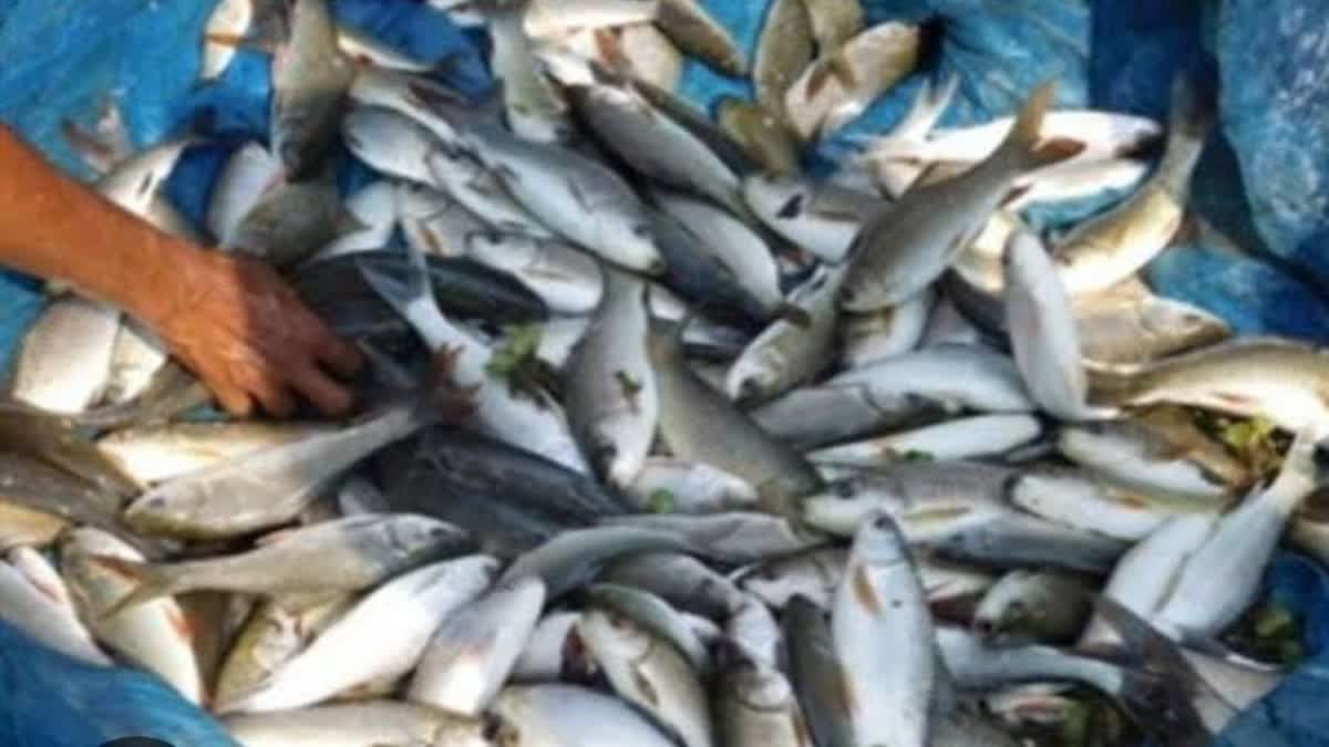 FISHERIES IN HIMACHAL