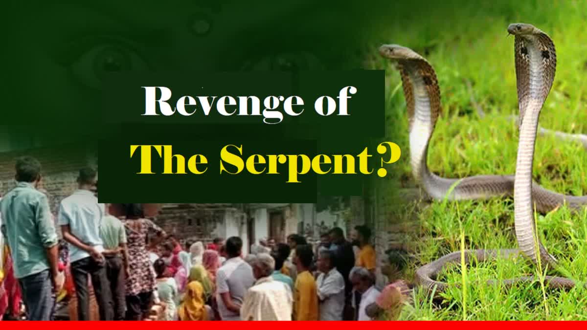 Terror of snake in Hapur, Uttar Pradesh