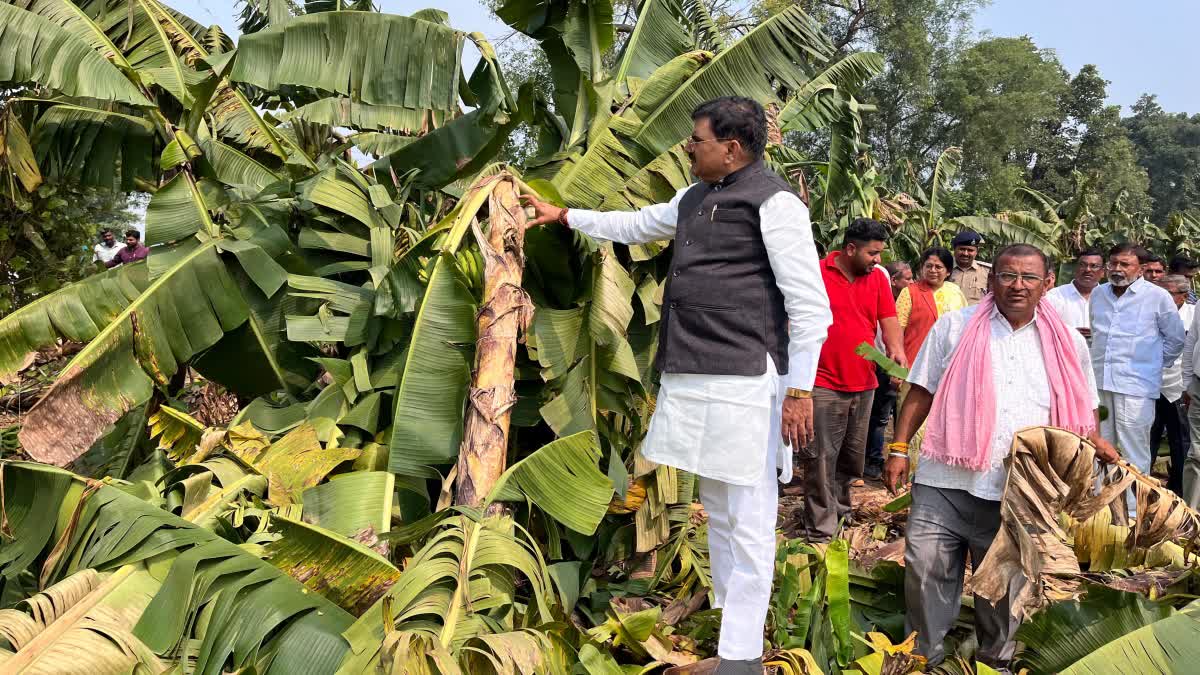 gyaneshwar Patil stocks crops