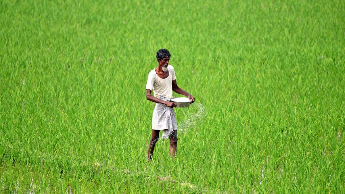 Paddy cultivators have been advised to drain the excess water from the field to minimise crop loss