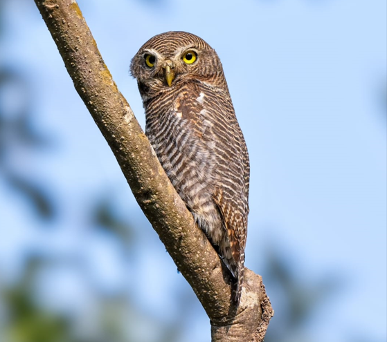 MUSSOORIE BIRD FESTIVAL 2024