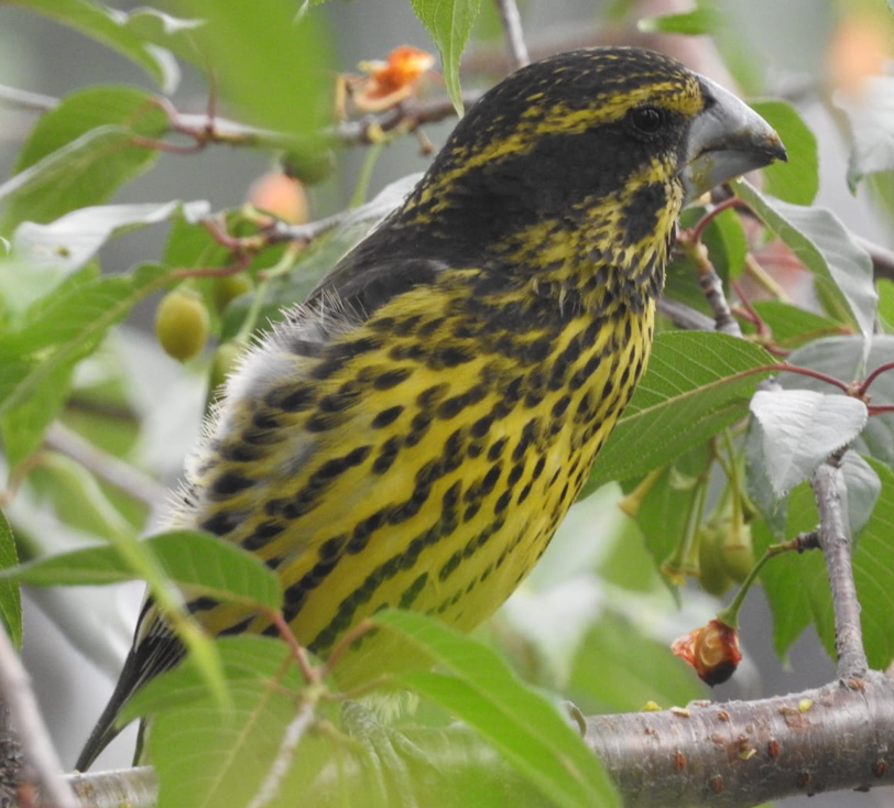 MUSSOORIE BIRD FESTIVAL 2024