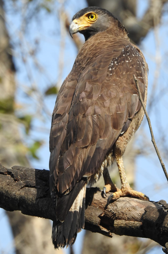 MUSSOORIE BIRD FESTIVAL 2024