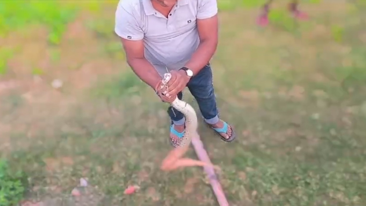 RUSSELL VIPER IN BHAGALPUR