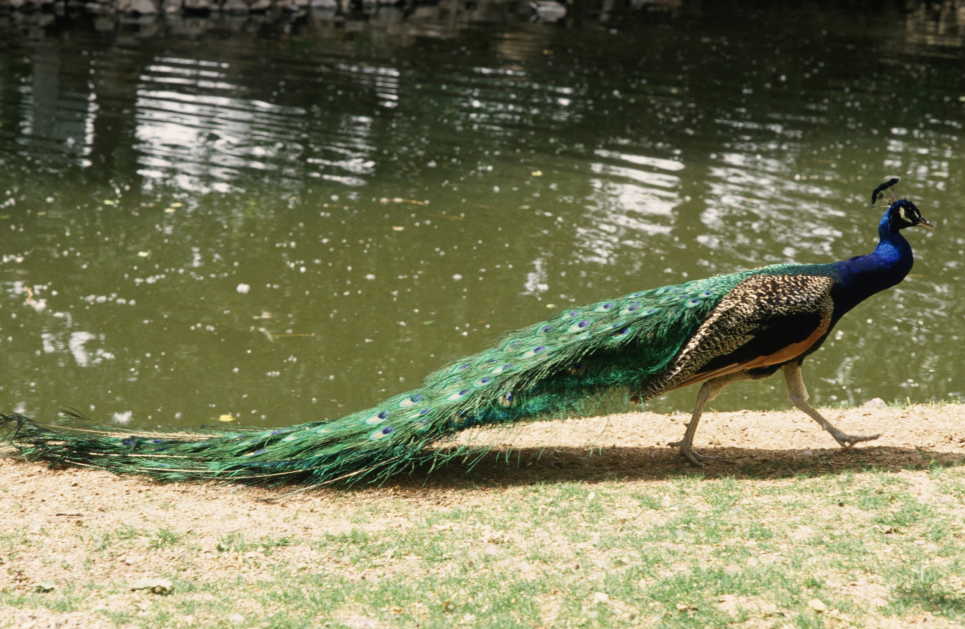 10 most beautiful peacock