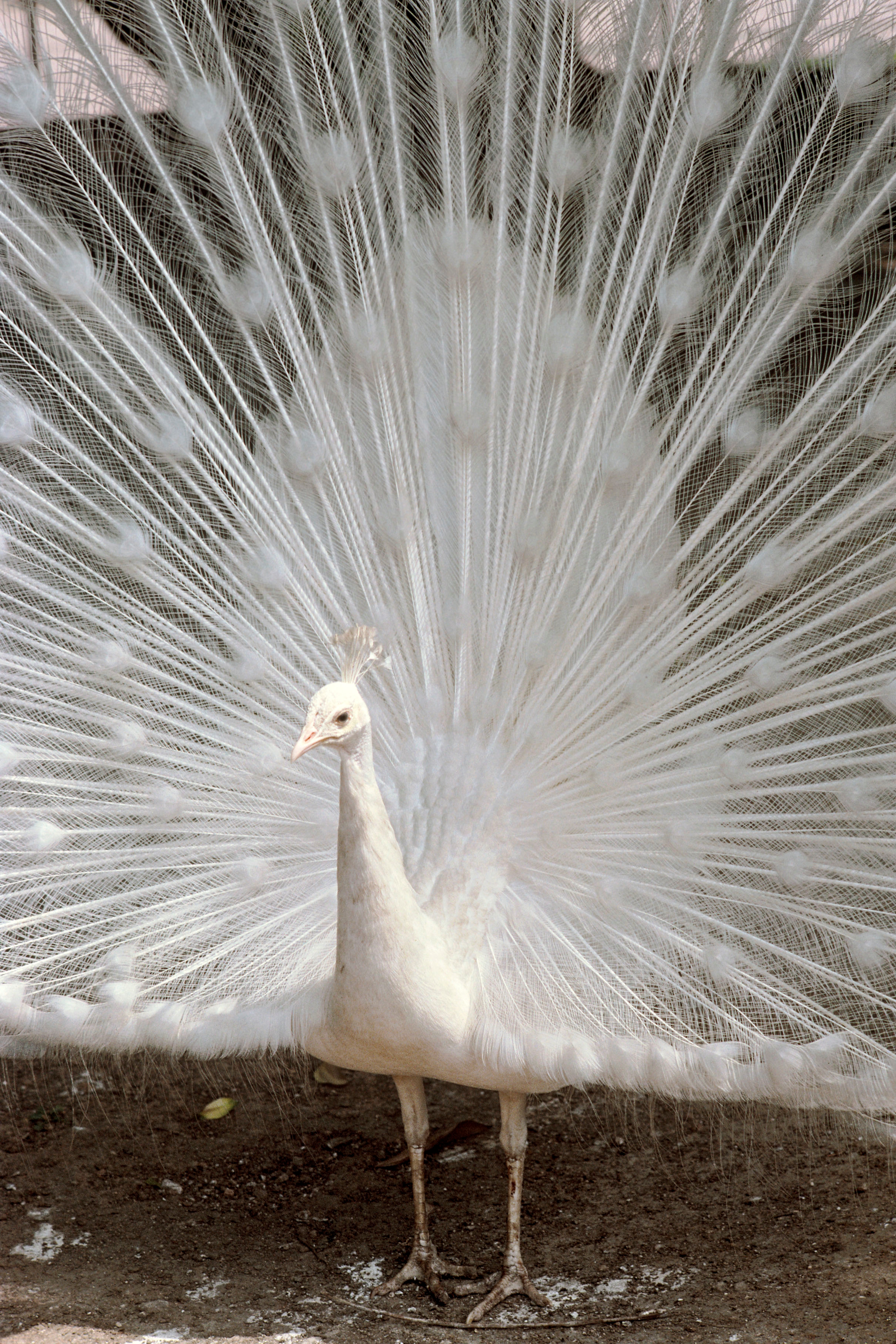 10 most beautiful peacock