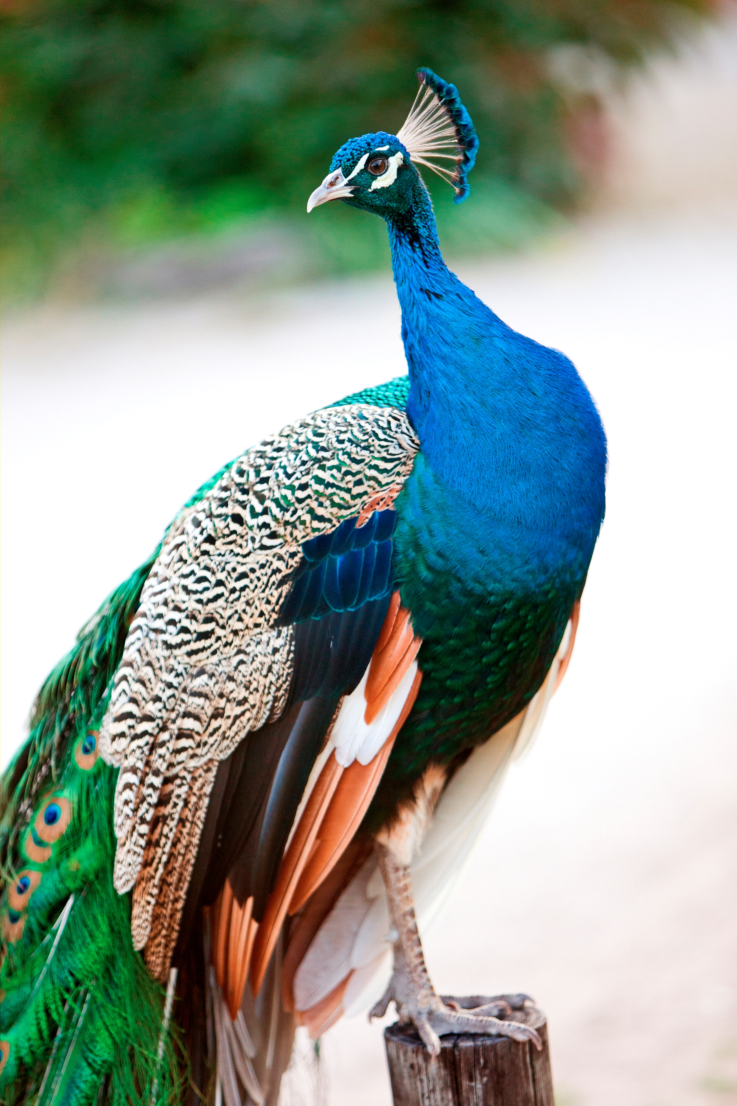 10 most beautiful peacock