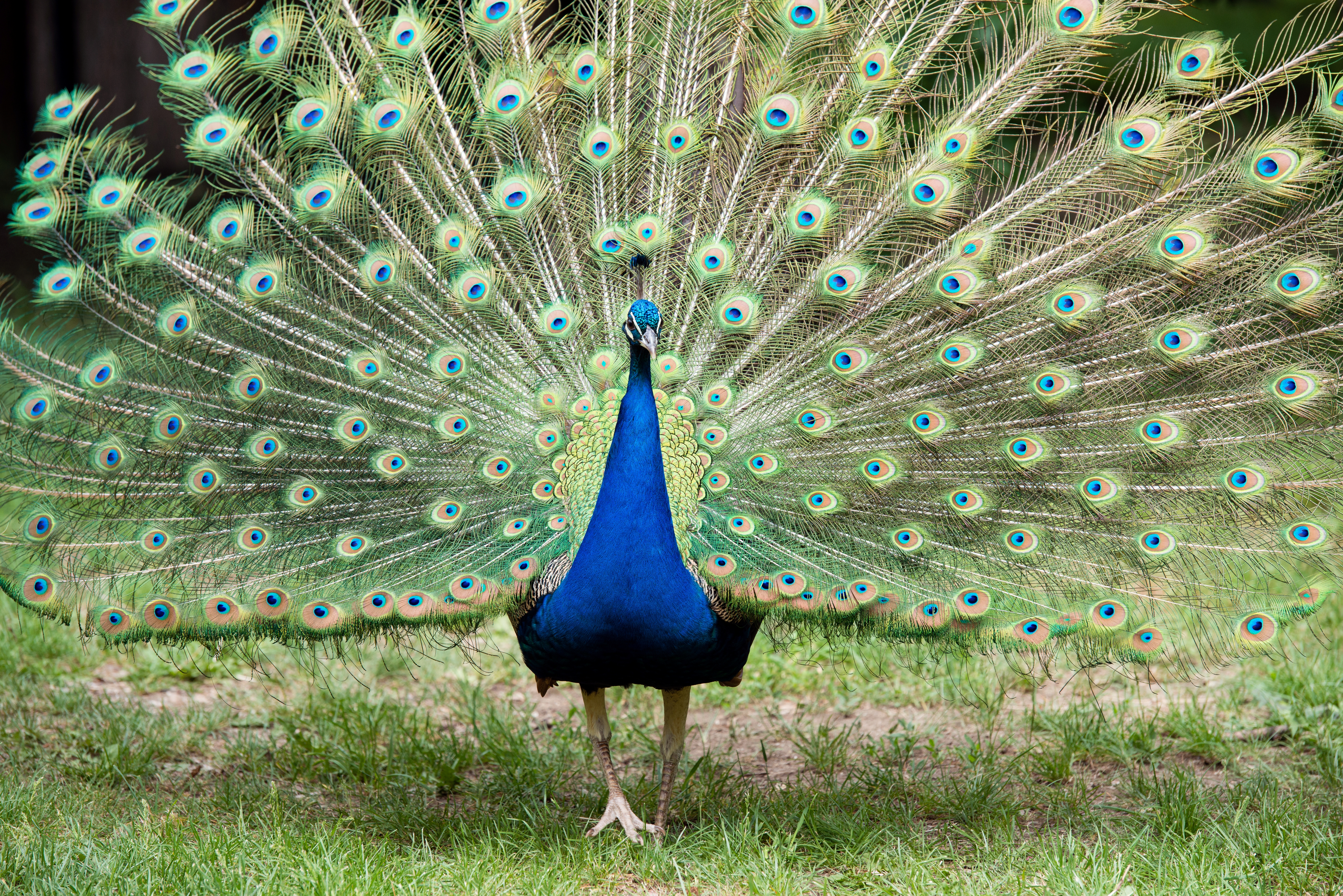 10 most beautiful peacock