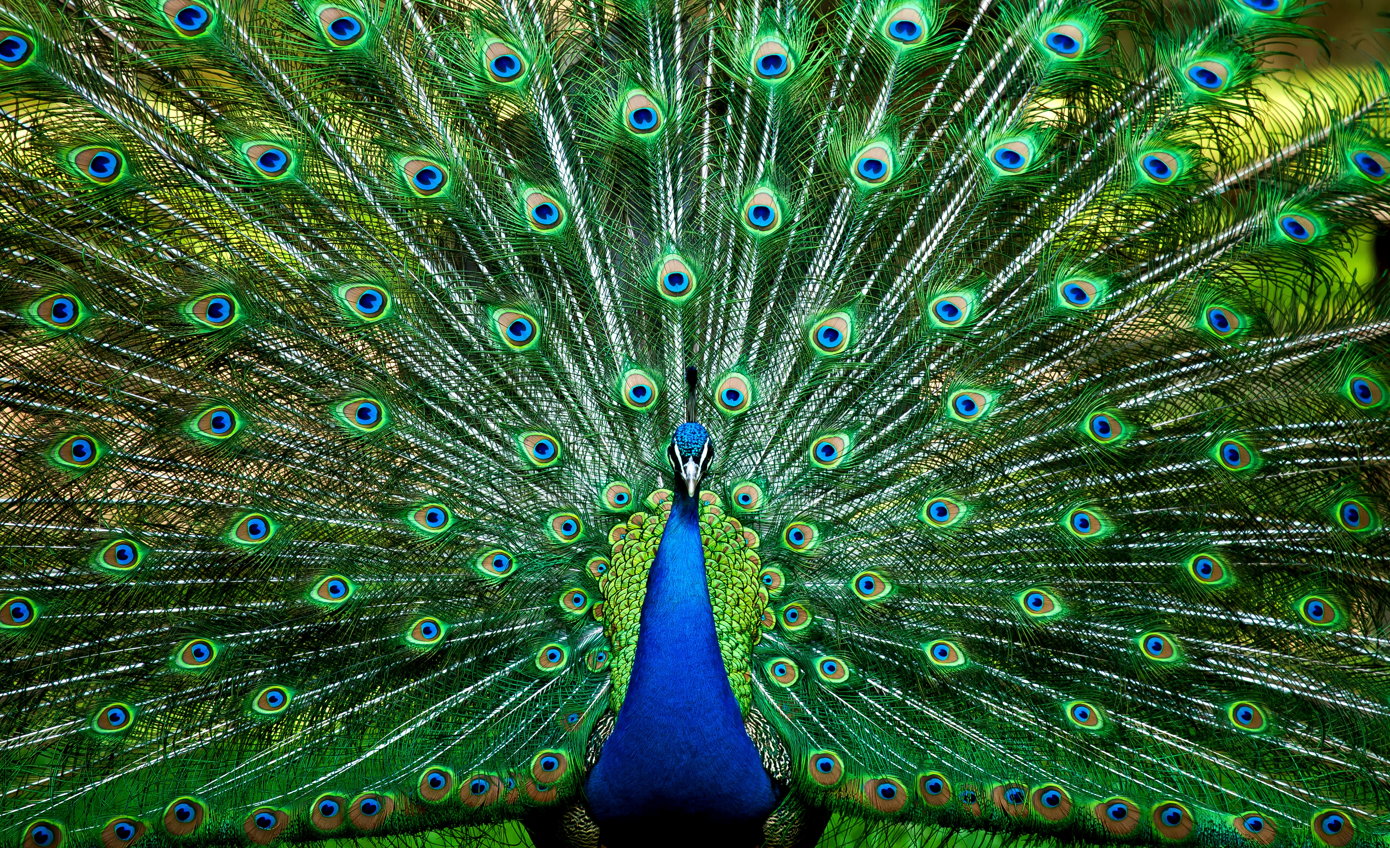 10 most beautiful peacock