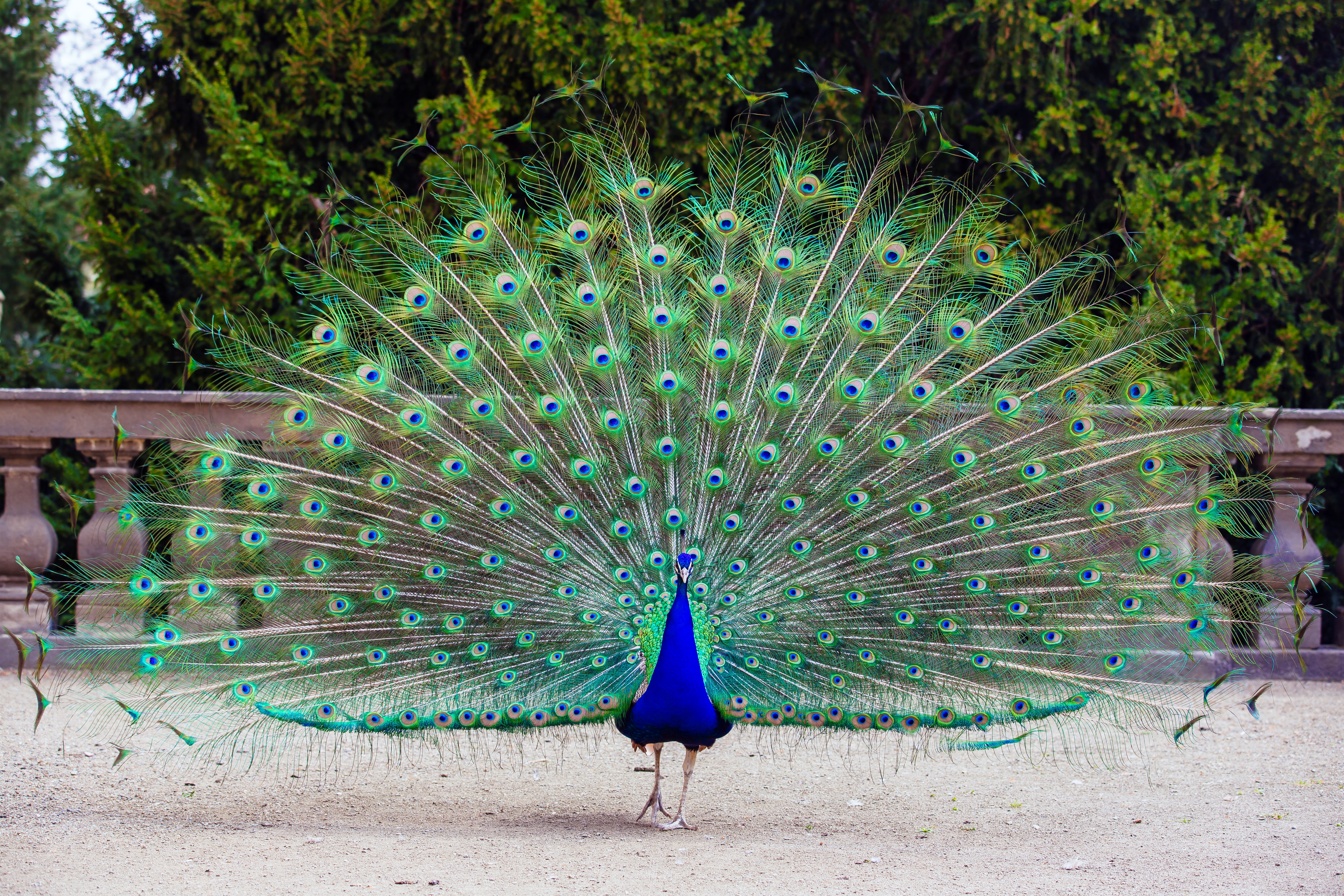 10 most beautiful peacock