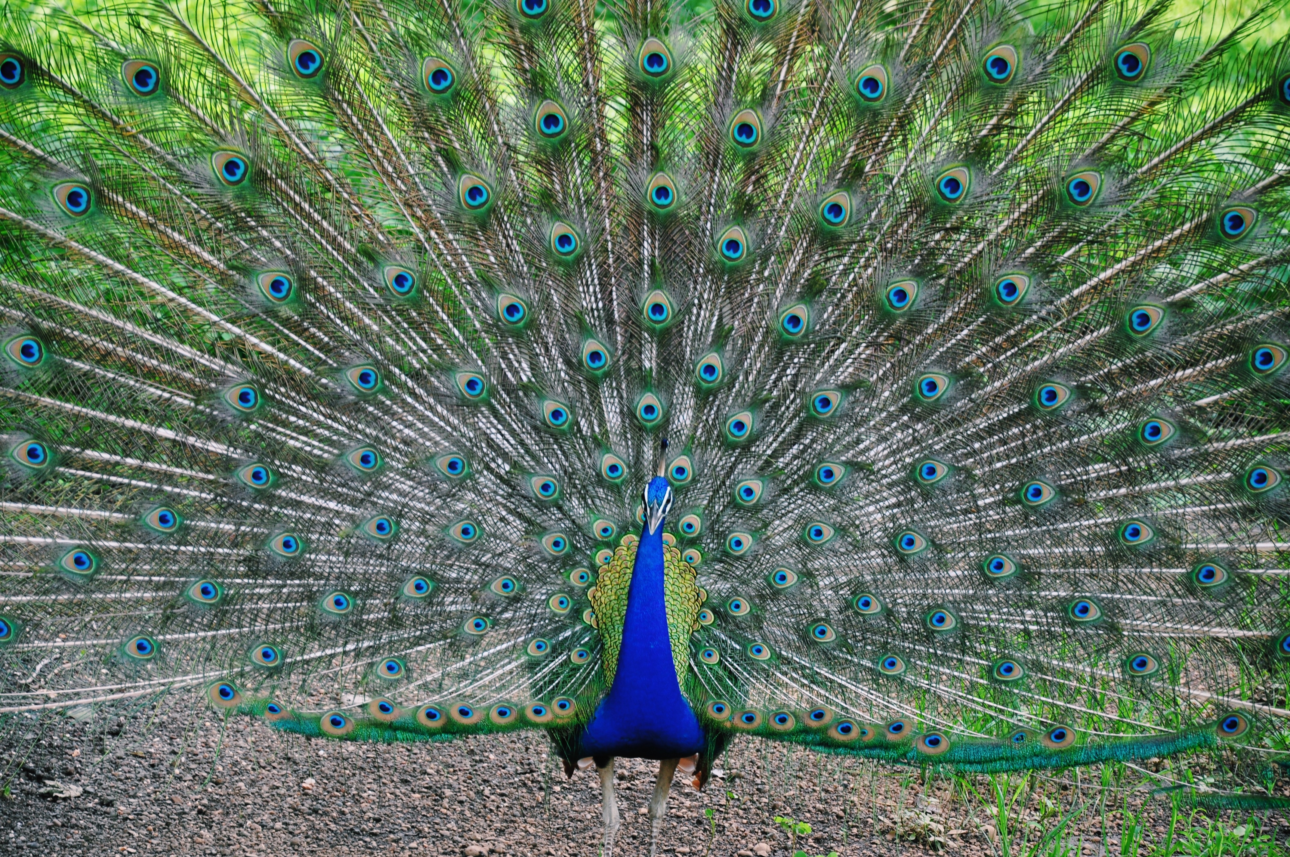 10 most beautiful peacock