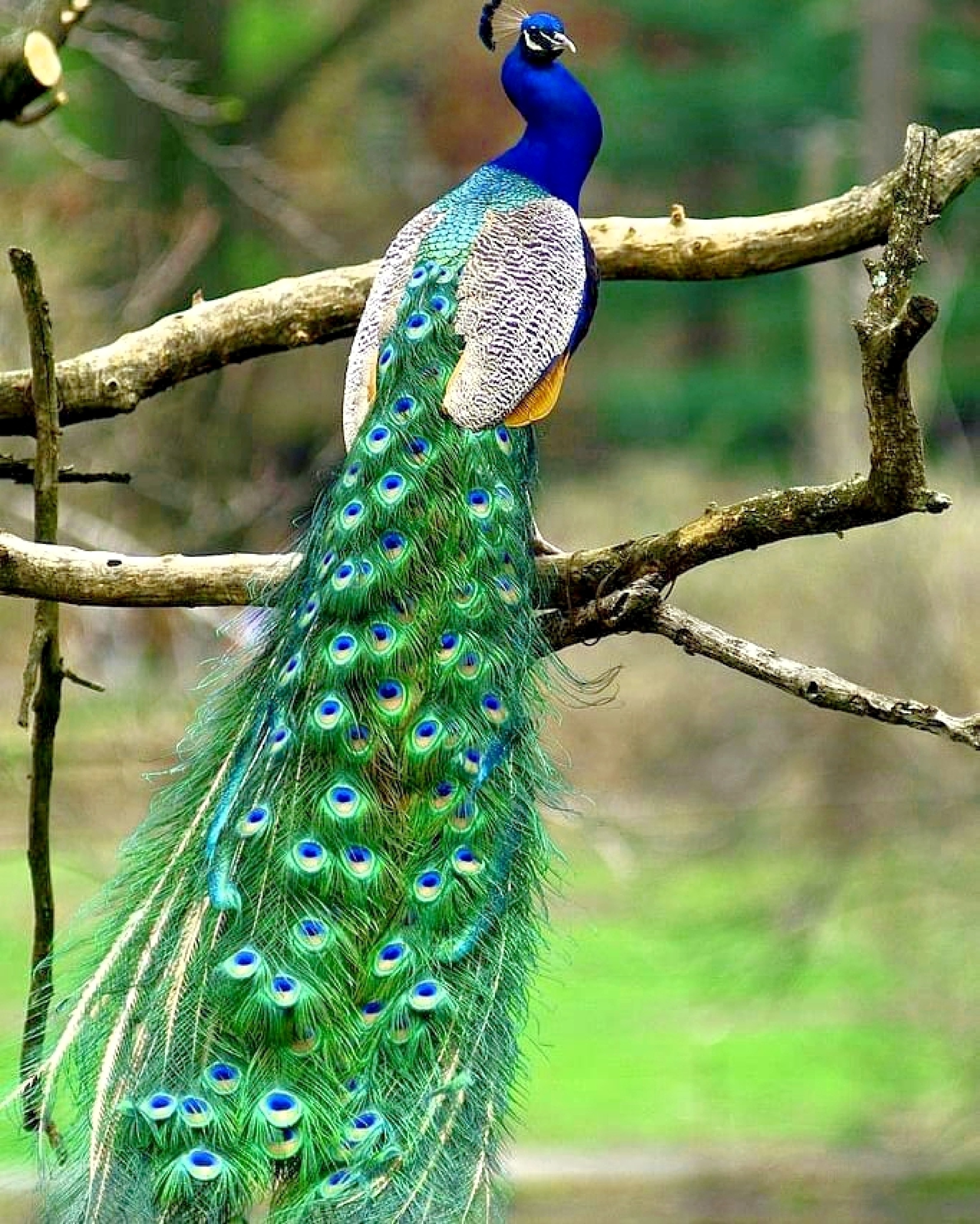 10 most beautiful peacock