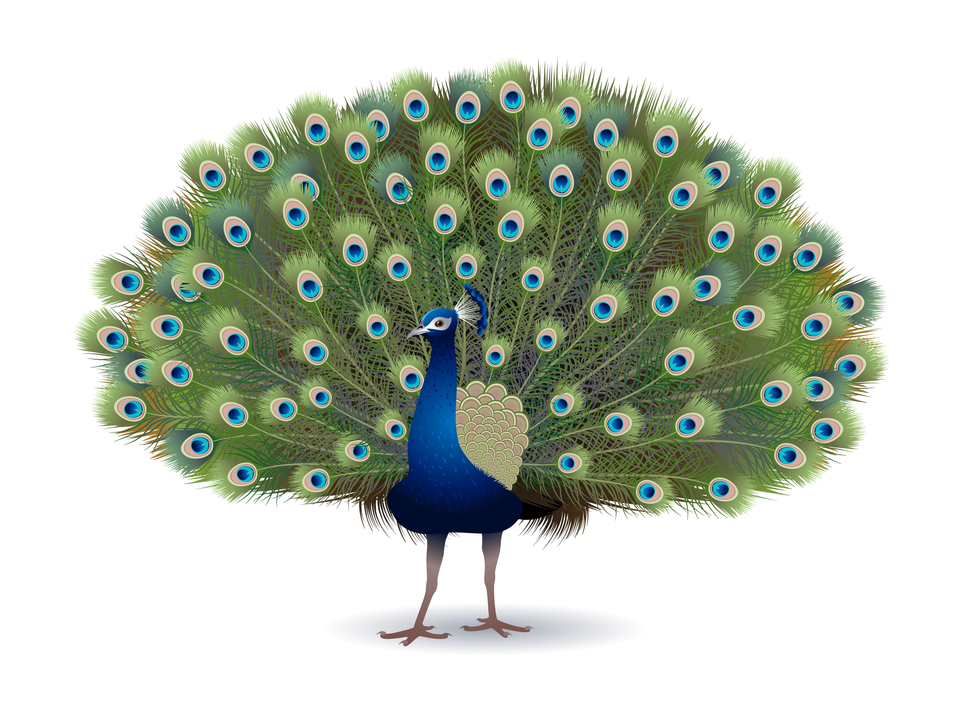 10 most beautiful peacock