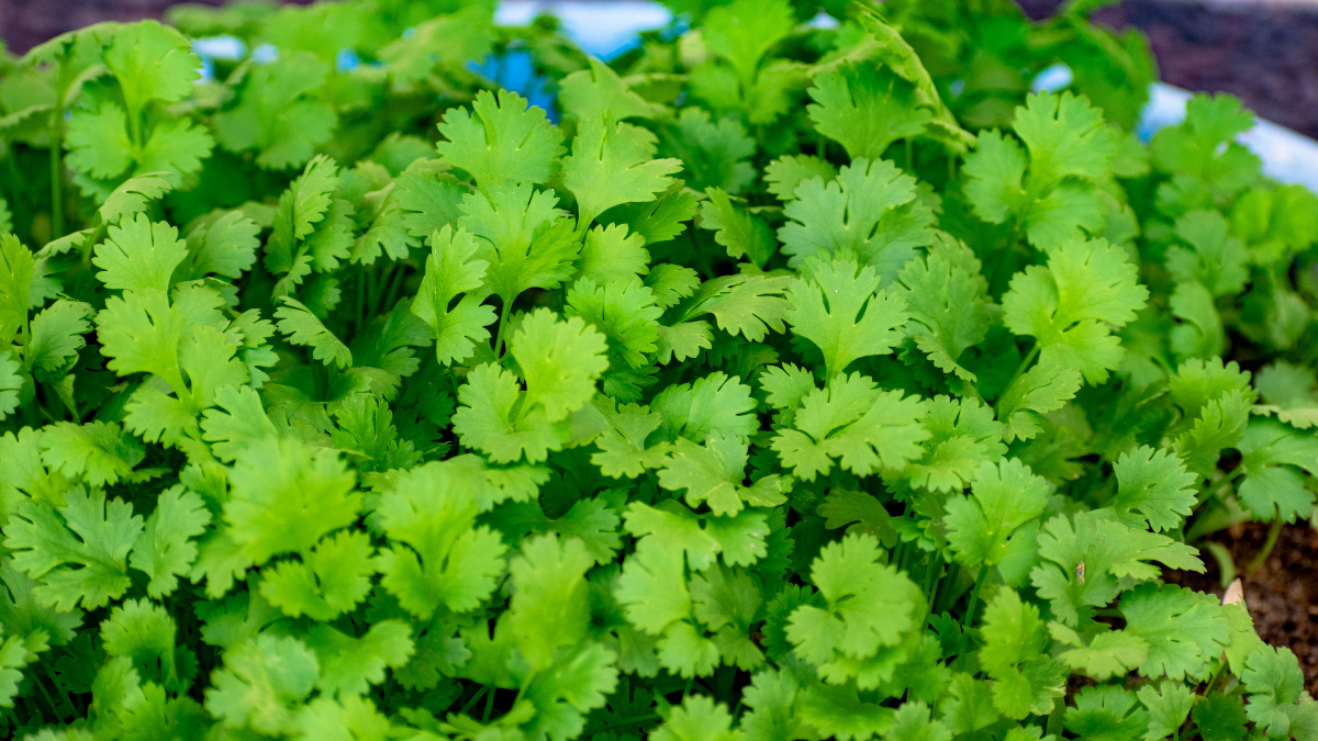 Know about these 5 herbs that you can grow in your home garden