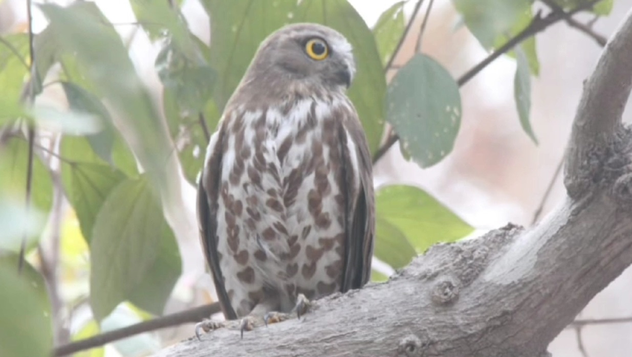 Owl Sacrifice And Hunted On Deepawali