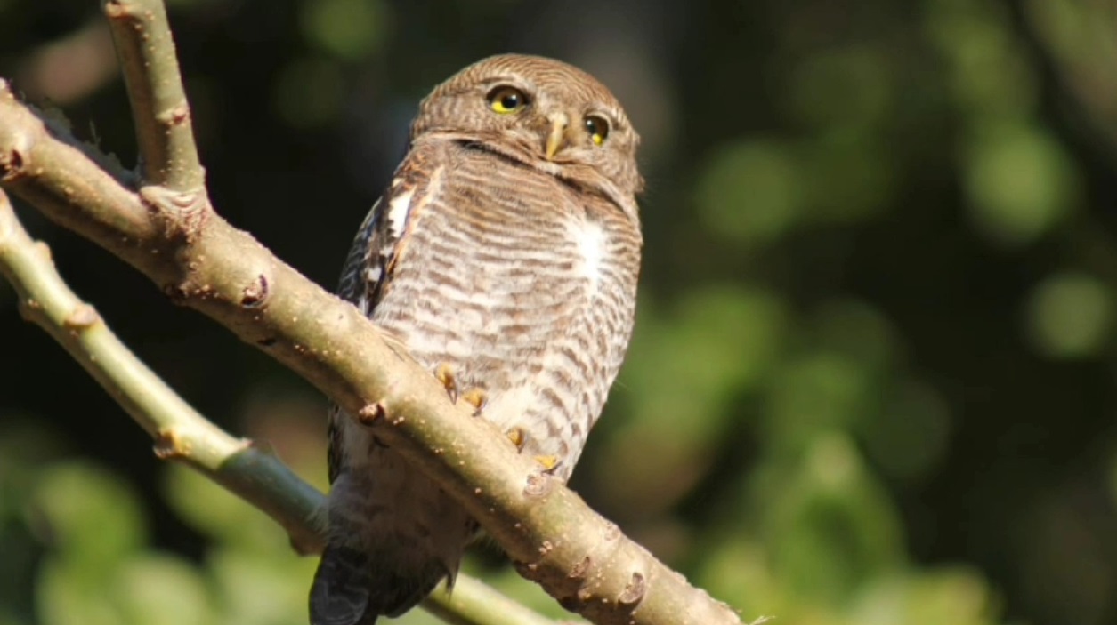 Owl Sacrifice And Hunted On Deepawali